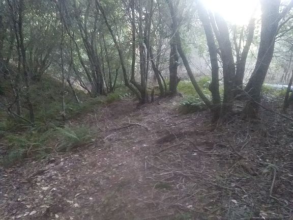 Mature landscaping trees! 