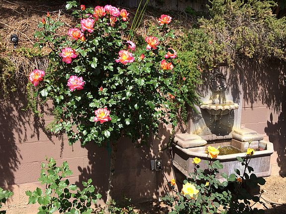 Fountain in rose garden