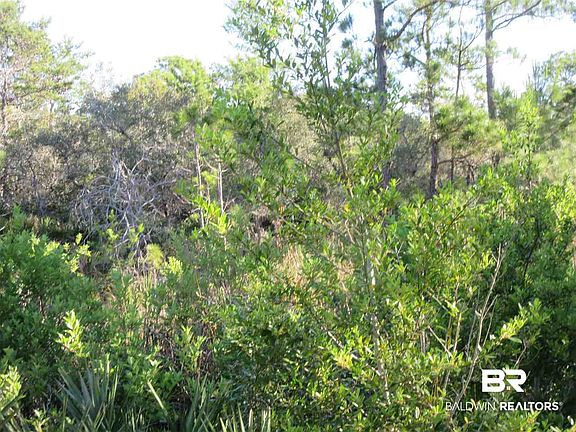 5th image of Palmetto Dr