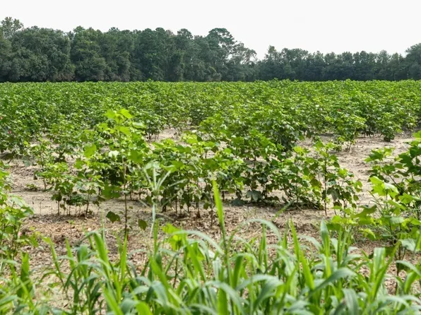 0 Twin Forks Rd Tract 2, Statesboro, GA 30458