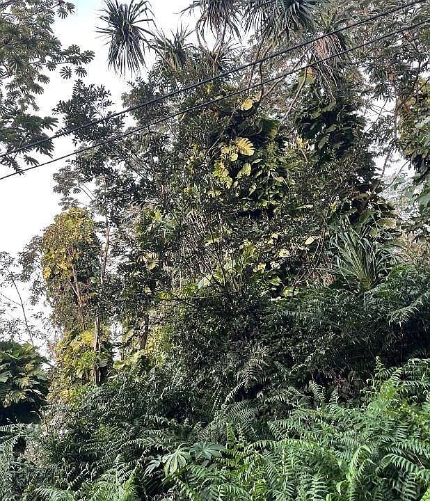 2nd image of Alapai St Lot 28