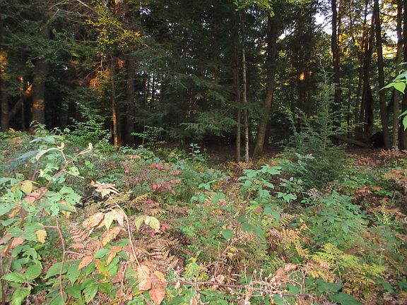 Plenty of shade trees.