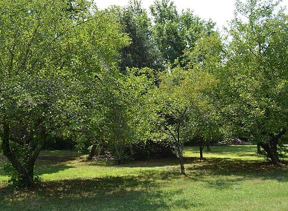 Lovely Fruit Orchard