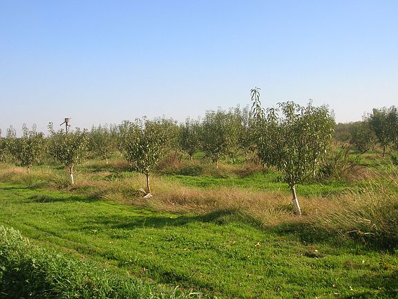 2 yr Butte Padre Almds