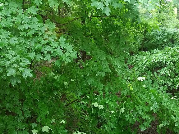 3rd image of 273 Lake Thunderbird Dr