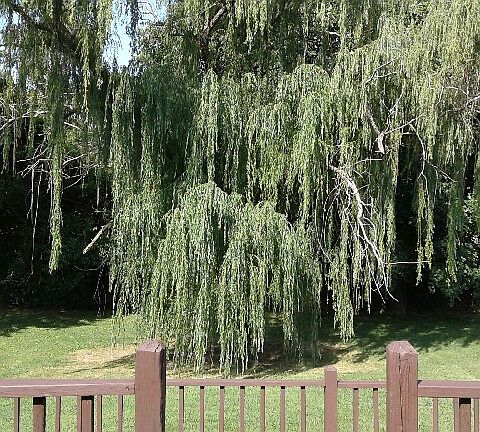 Gorgeous weeping willow