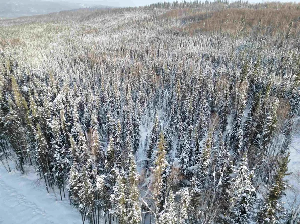 Nhn Whistling Swan, Fairbanks, AK 99712