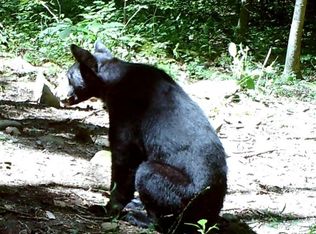 8507 Old Turnpike Rd, Little Birch, WV 26629