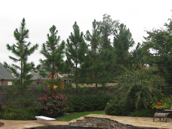 Backyard park setting with mature landscaping