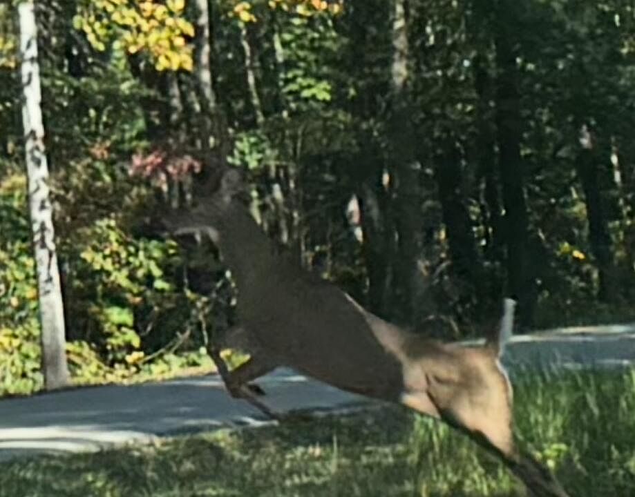 2nd image of 2570 Amos Ridge Rd