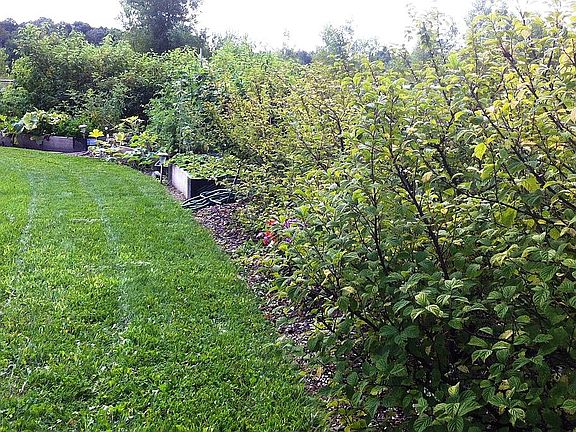 shrubs lining the fence