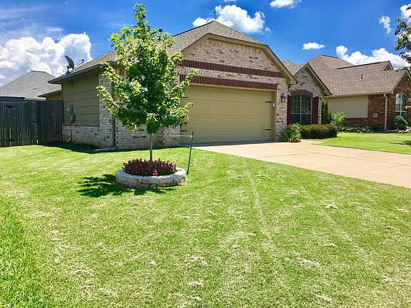 Young Autumn Maple tree