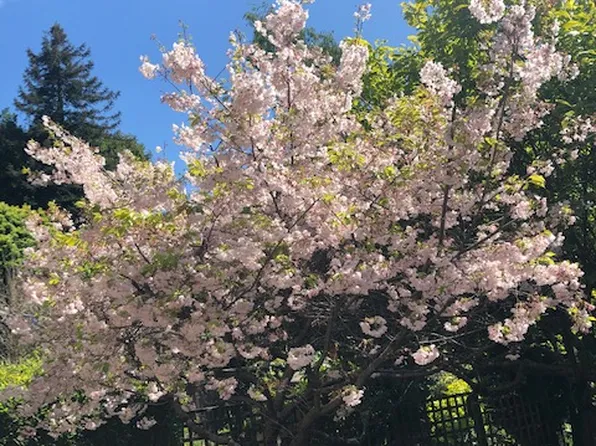 (undisclosed Address), Berkeley, CA 94707
