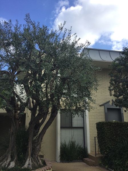 1st image of 1420 S Saltair Ave APT 5