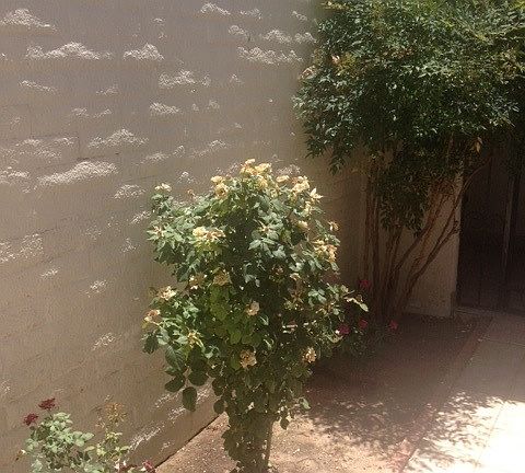 2nd image of 804 Mormon Dr
