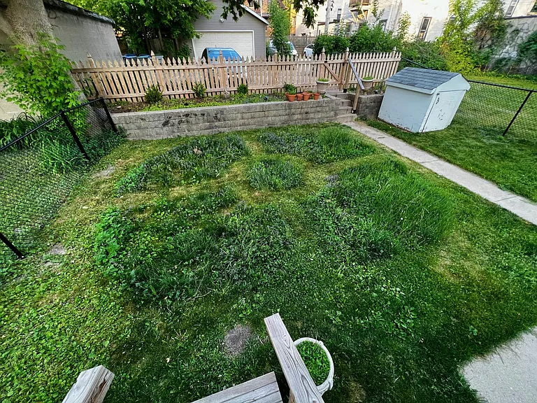back yard during No-Mow May