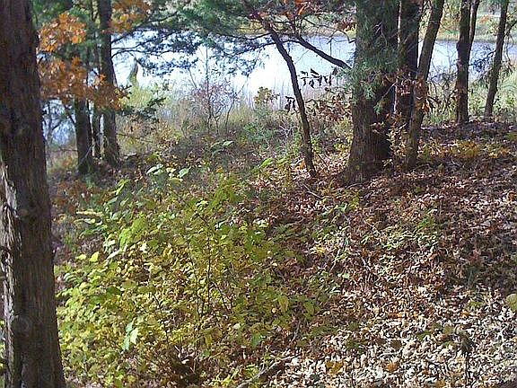 View through woods