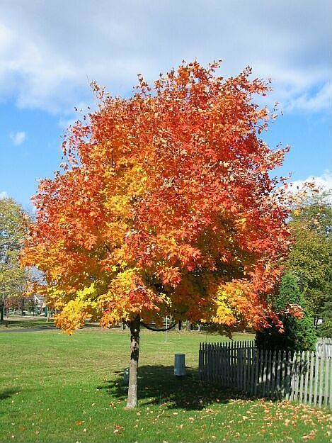 One of several mature trees on the property