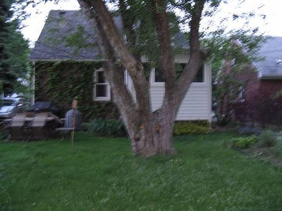 back yard