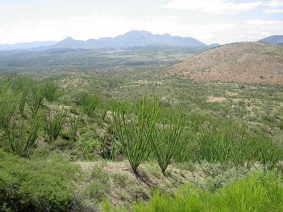 Santa Cruz County / Rio Rico, AZ