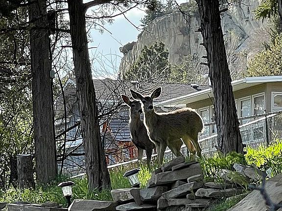 Visitors in back yard