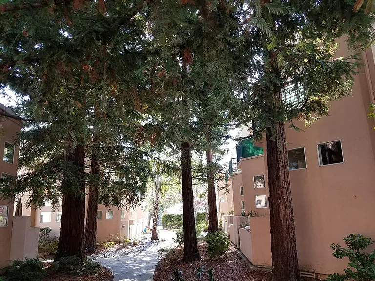 Redwood trees along walkway