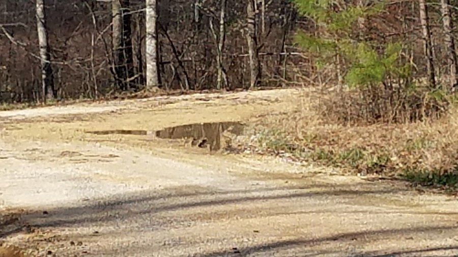 2nd image of 577 Levi Hollow Rd