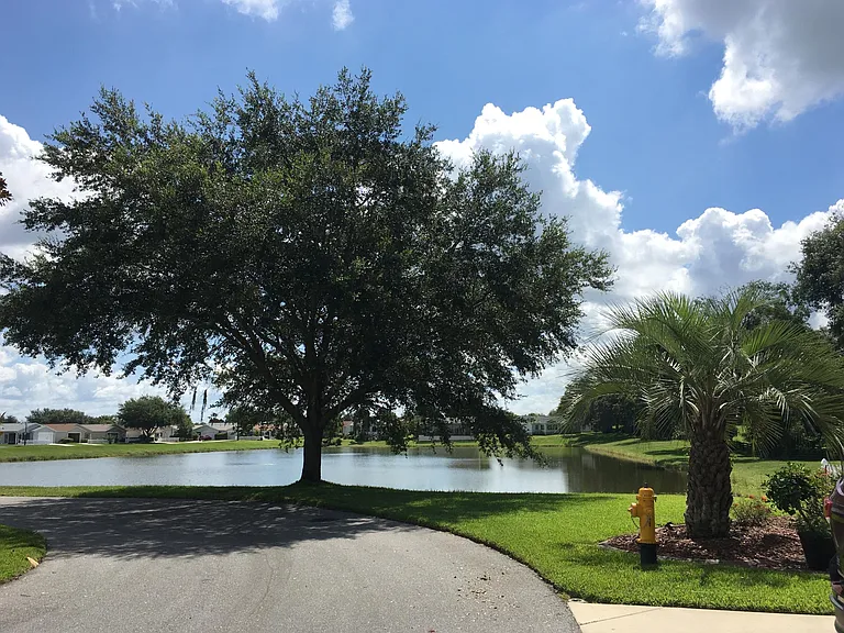 View to east of lake from front of home; abundant waterfowl