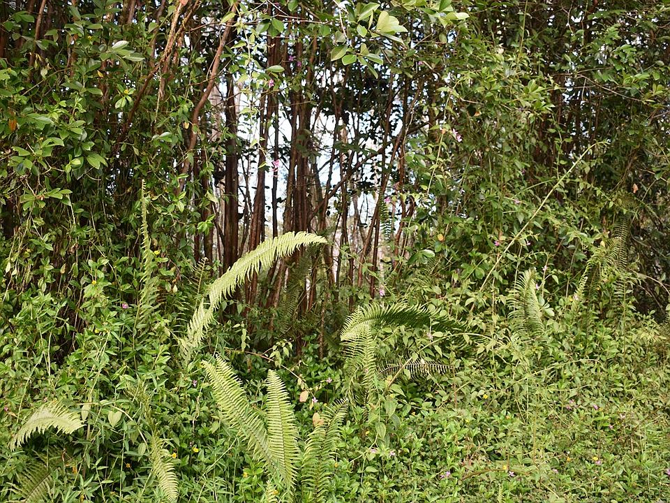 2nd image of Pakalana Rd