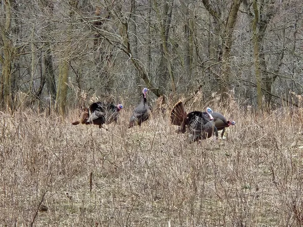 Crooked Creek Rd, Cassopolis, MI 49031