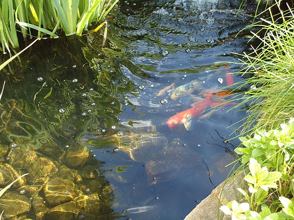 Koi pond