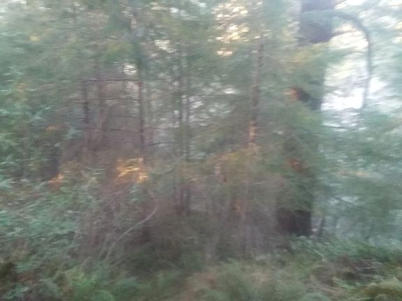 Douglas Firs & Ferns. 