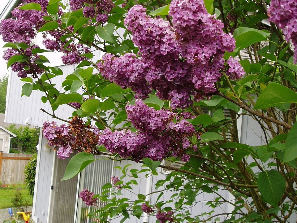 Lilac bush outside kitchen window