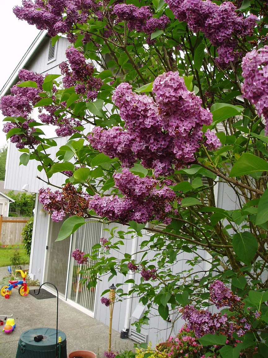 26920 136th Pl SE photo 1