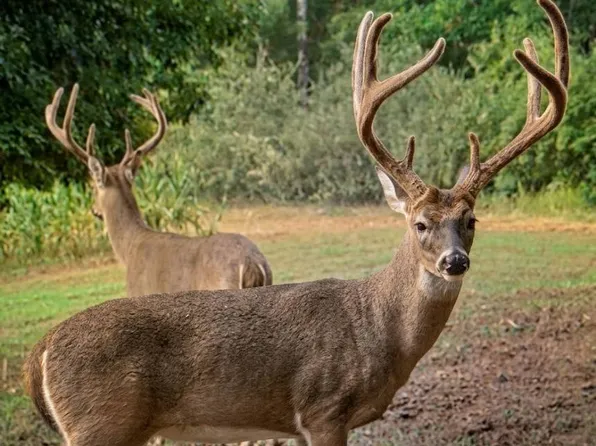 440 Acres Off Co Road 158, Stevenson, AL 35772