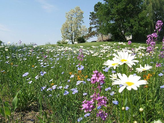 view from wildflower field toward house