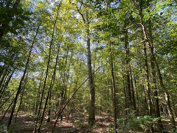 Open Hardwood