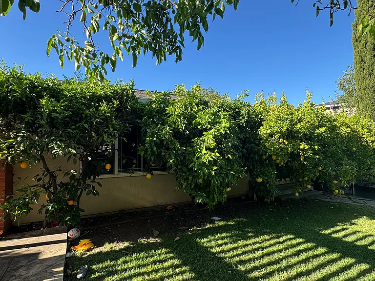 Orange Grapefruit Lemon & Lime trees