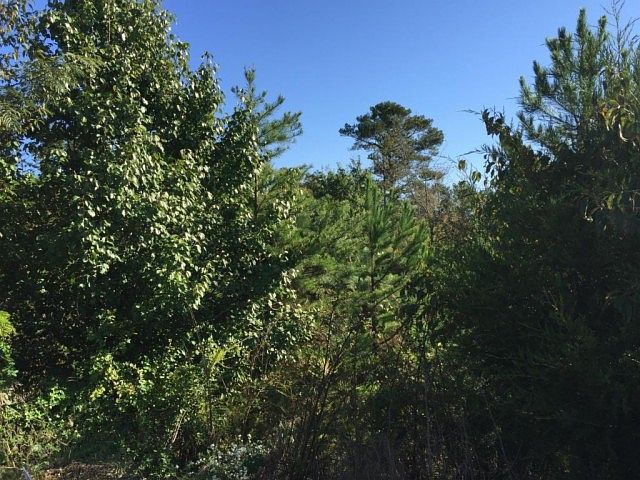 2nd image of 15 Candie Ln