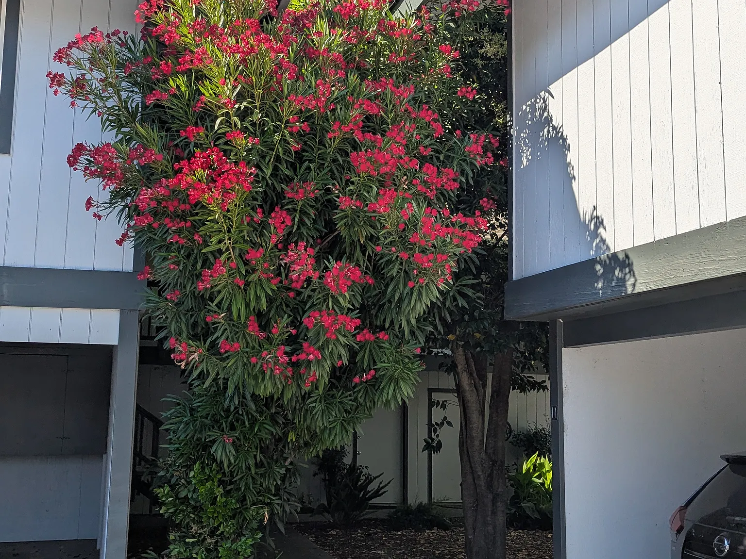 Studio, 525 sqft, $1,700 — Photo 1