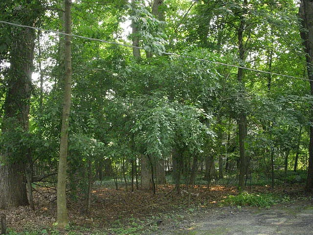 1440 Linden Ave photo 1
