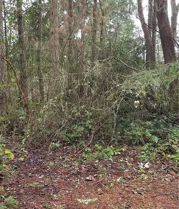 2nd image of 22309 Overlake Loop SE