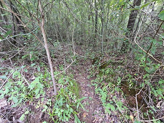 Good deer bedding area in central portion of the property.