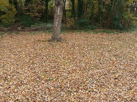Back yard area