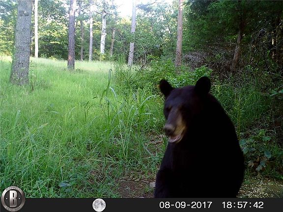 5th image of 80 Acres Bear Crk