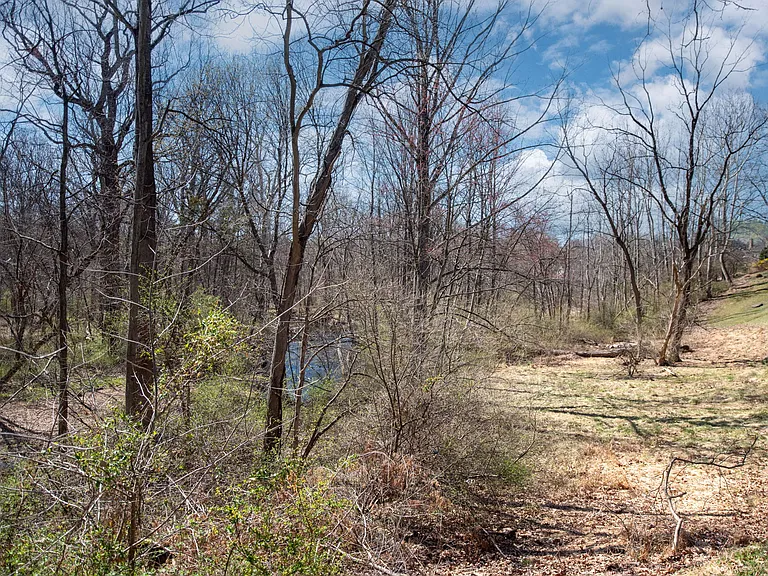 Backyard view - forest and stream