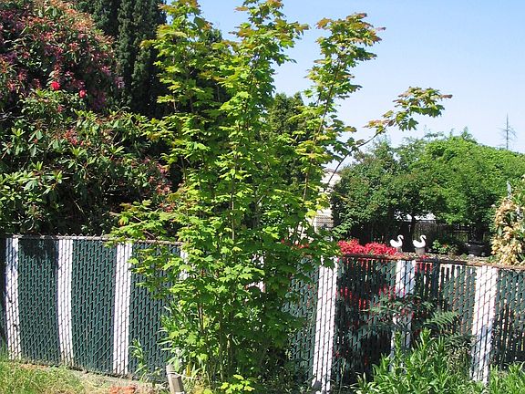 Vine Maple in Back Yard