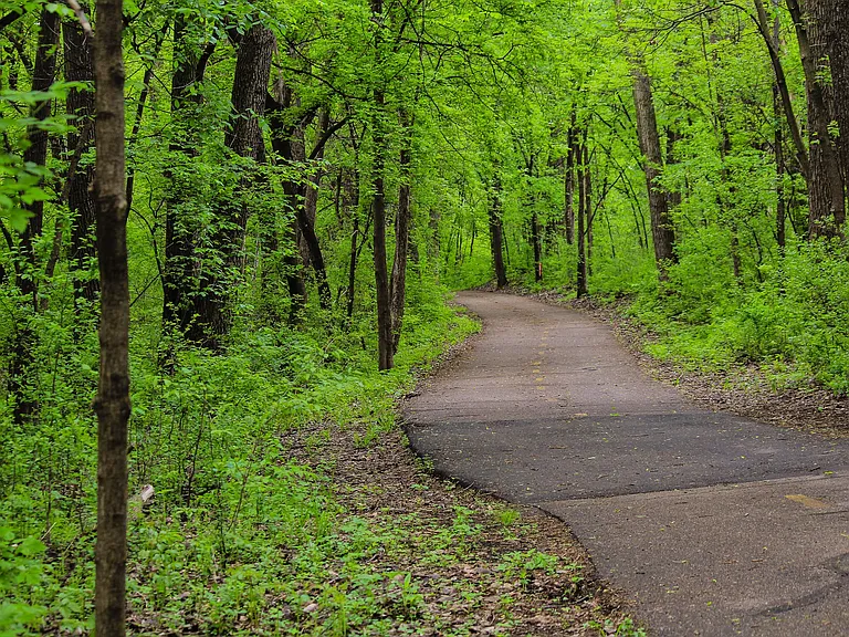 Fox Forest — Photo 12