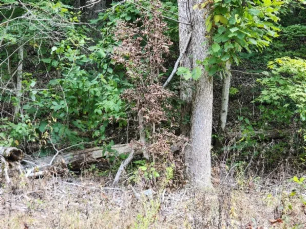 0 Apache Rd Lot 20, Jamestown, TN 38556