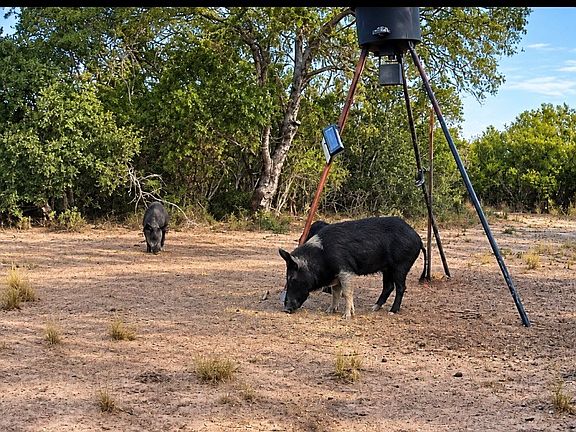4th image of Tba Duval